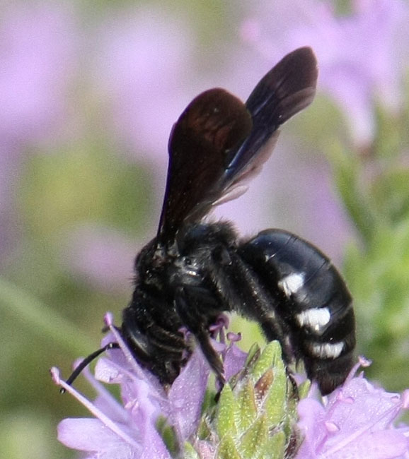 Andrena cfr asperrima